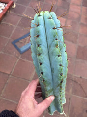 💎🌶️ Noid of the Moment — XL 14” Tip