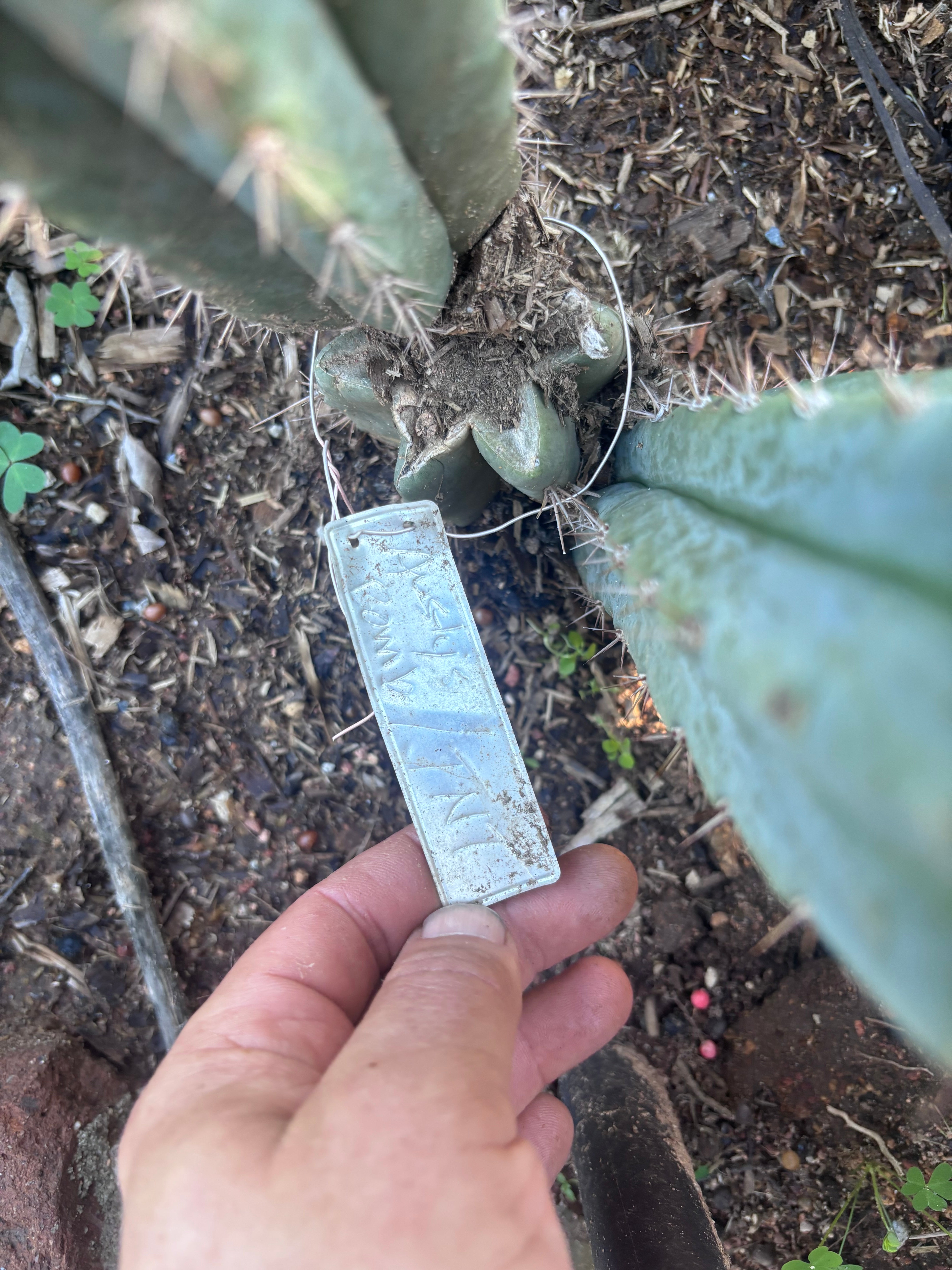 💎👑🌶️🌶️ Austy’s Bomb — 10” Pup