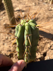💎👑💎🌶️ CSD — 4” Degraft Tip