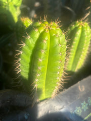 💎👑💎 Parque de las Leyendes —BK08611.4 Clone A —  6” Tip
