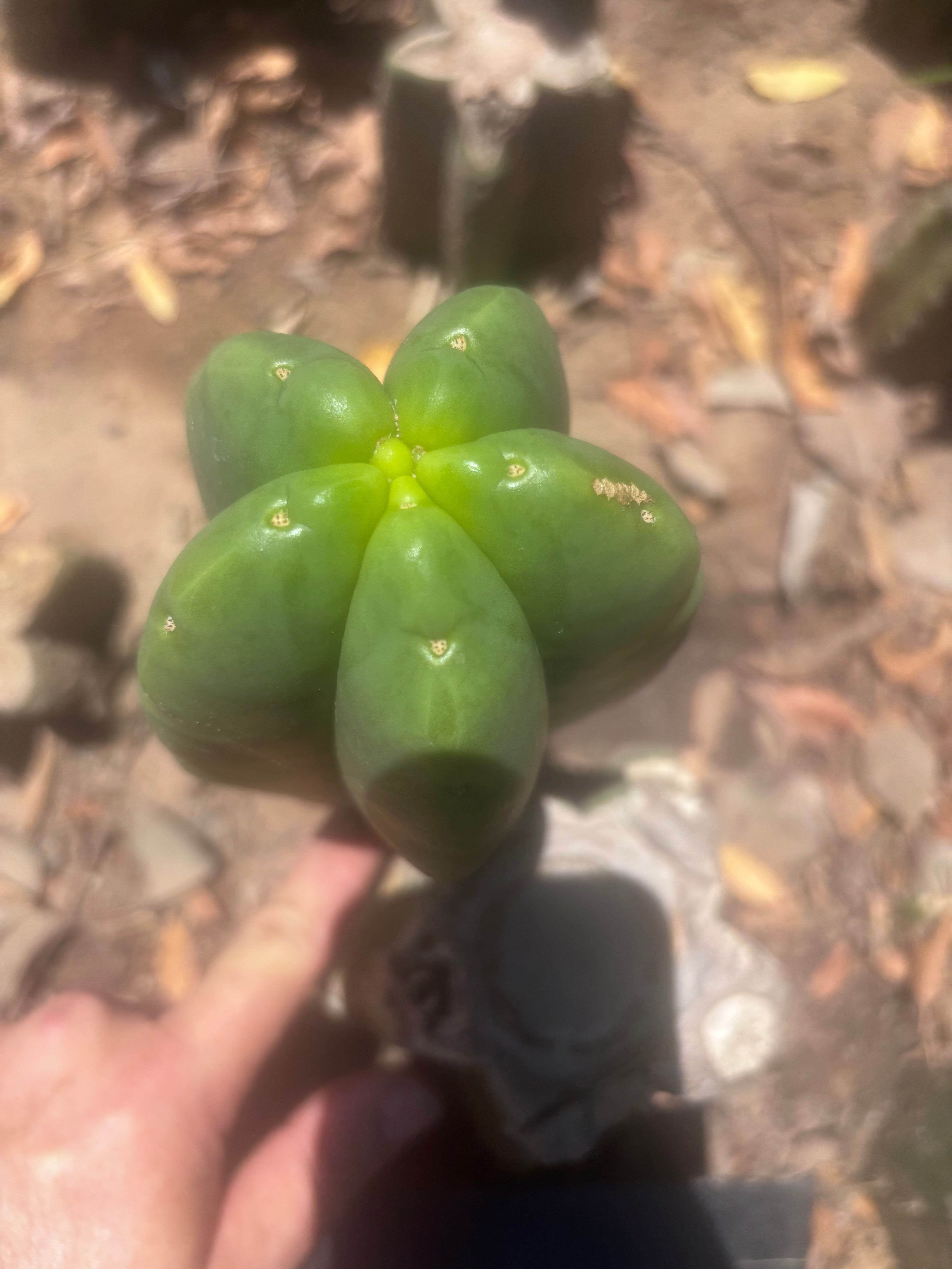 💎👑💎🌶️ Ferah — Fat 7.5” Pup