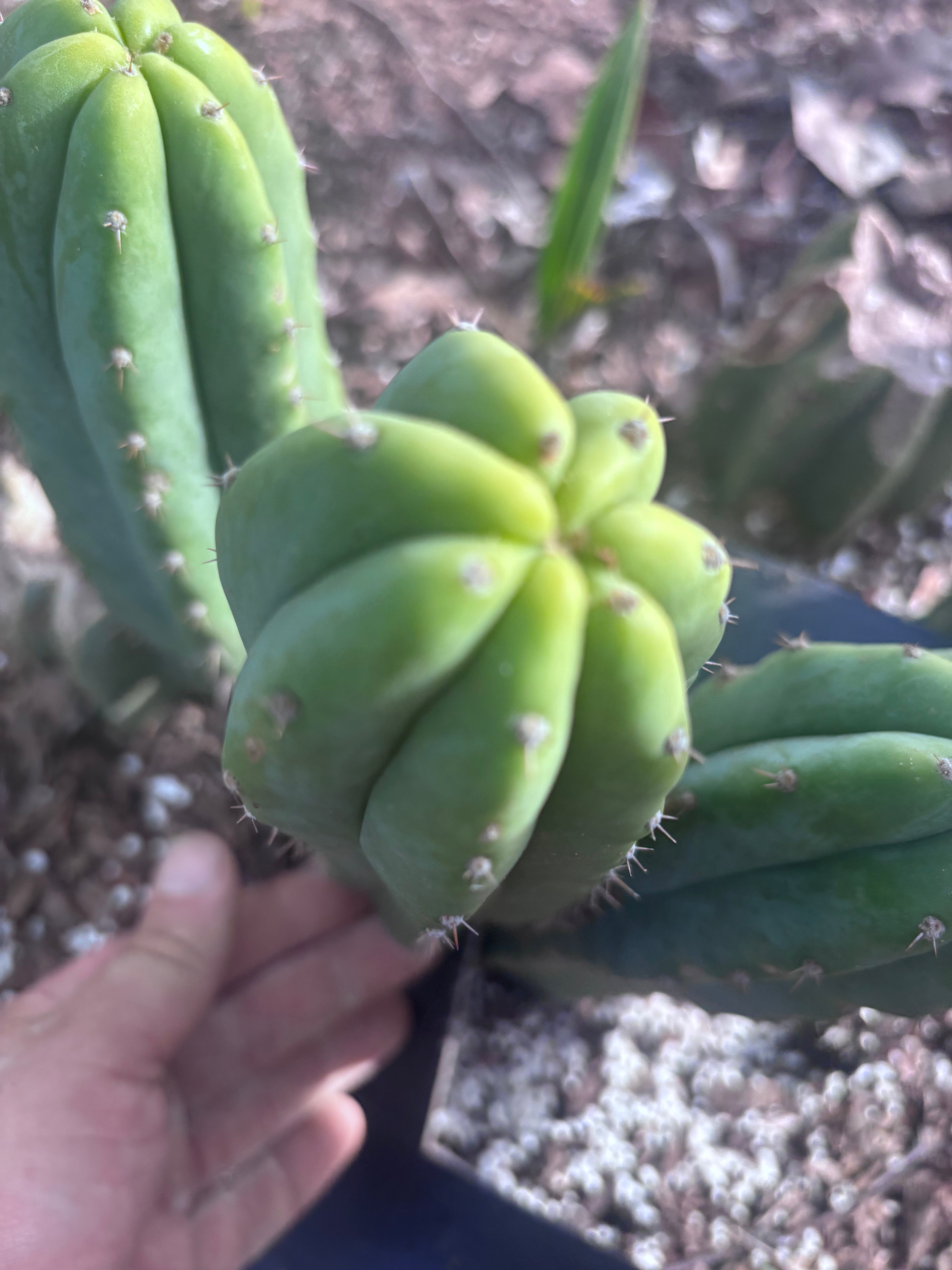 👑🌶️🌶️ Landfill — 8” Pup