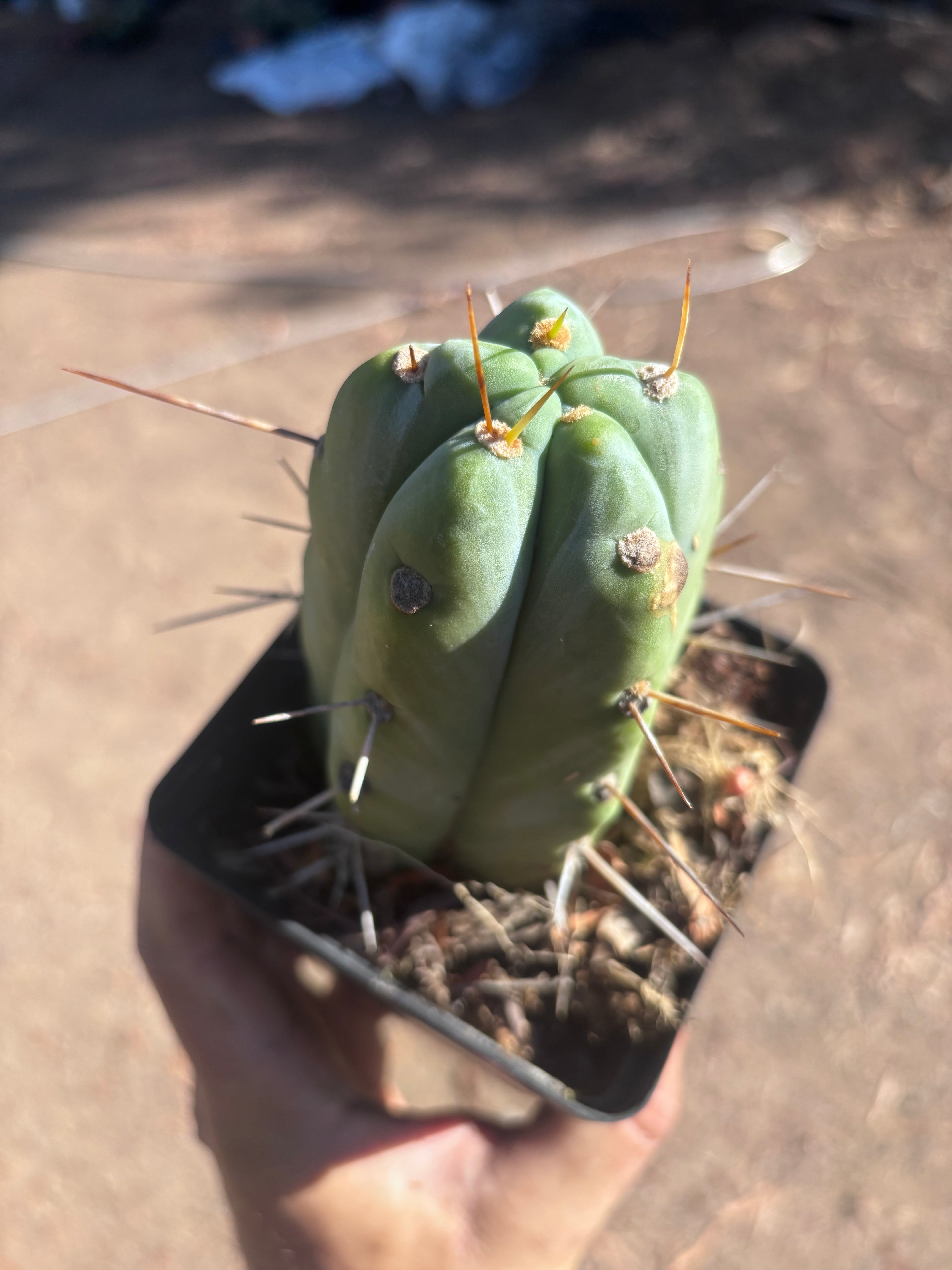 👑🌶️  Jiimz Strong Spine — Rooted Tip
