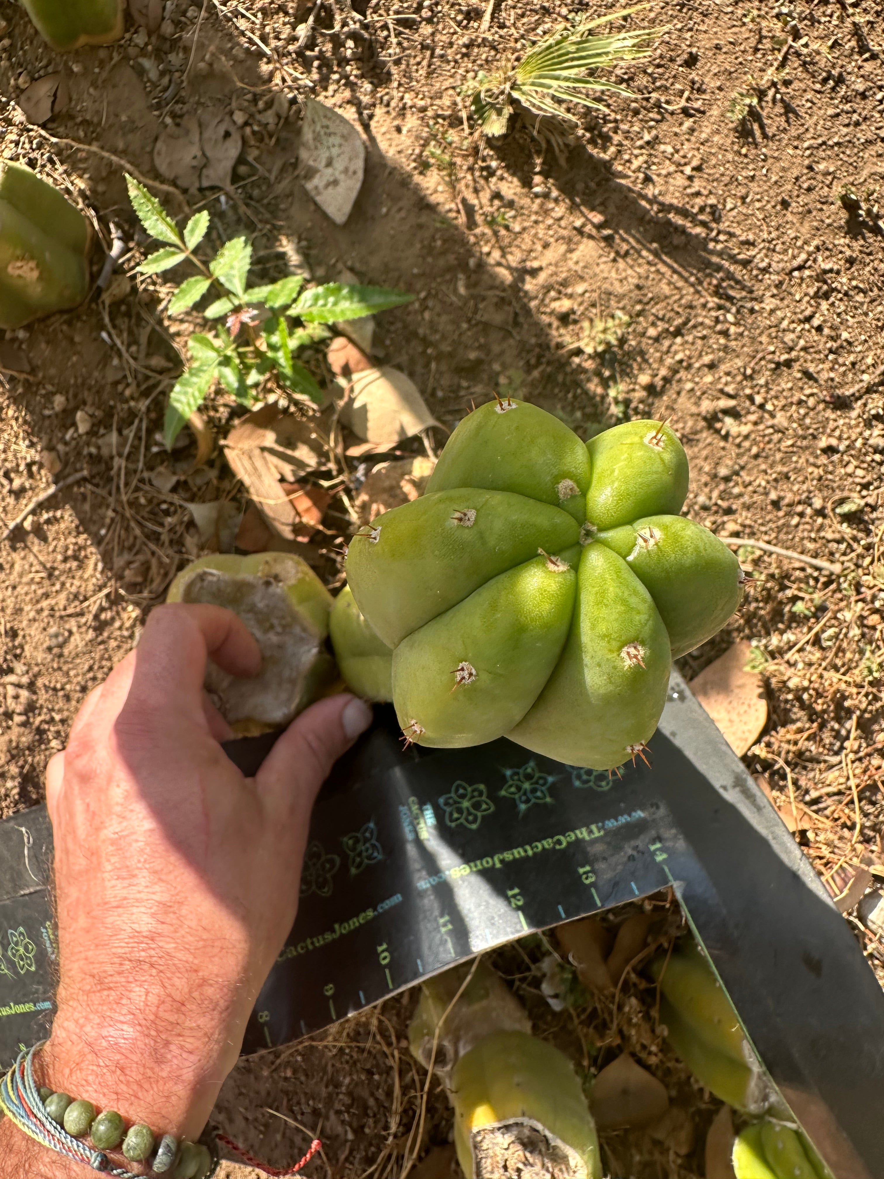 👑🌶️🌶️ Another Drop, Another Ogun — 10” Tip
