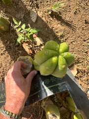 👑🌶️🌶️ Another Drop, Another Ogun — 10” Tip