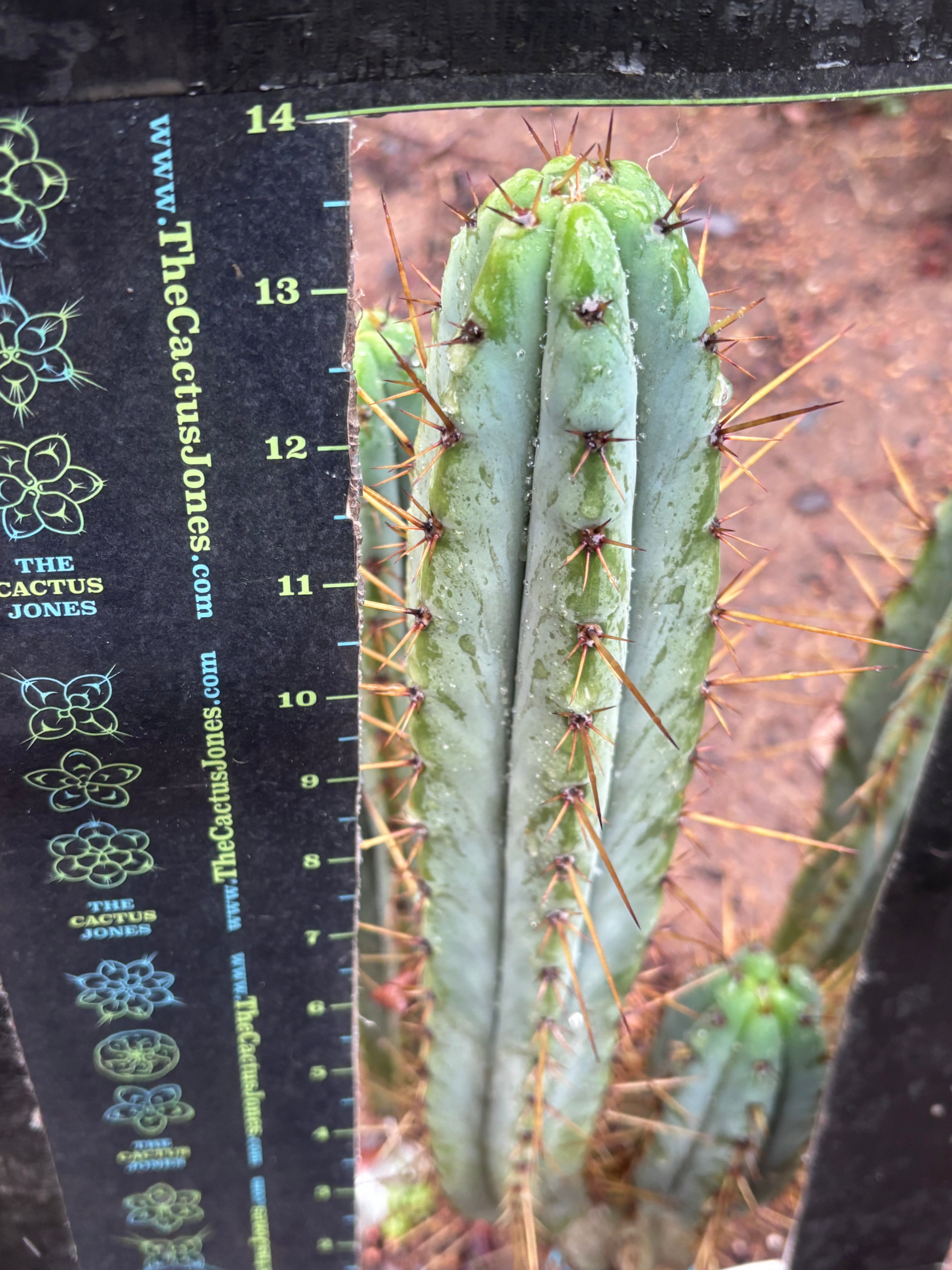 👑🌶️ DeLorean — XL 14” Pup