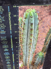 👑🌶️ DeLorean — XL 14” Pup