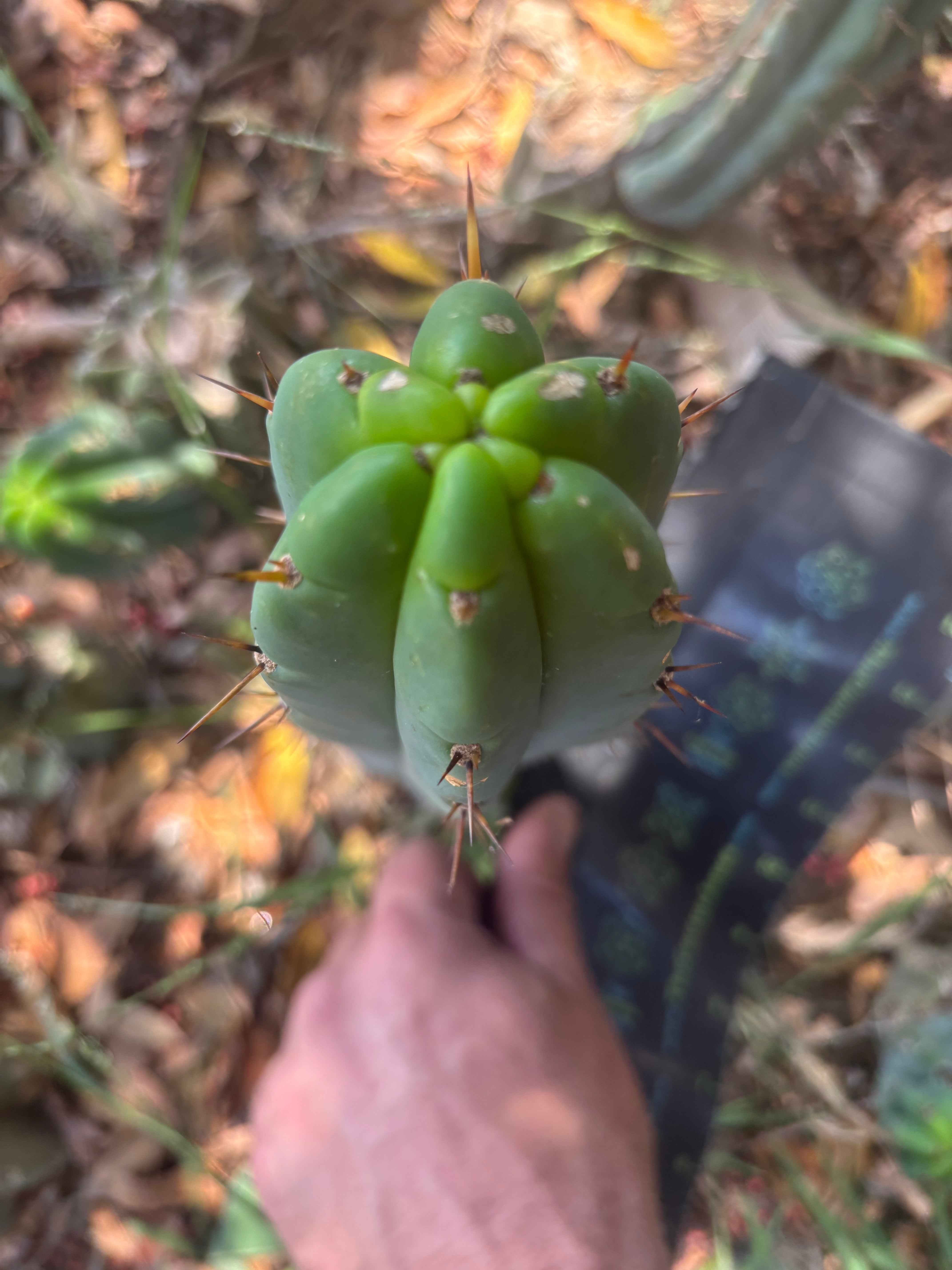 👑🌶️🌶️ Pala — Another 9” Tip