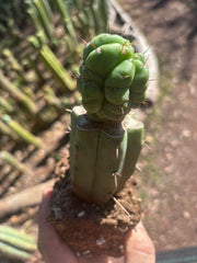 💎👑💎 Havran — Rooted Graft