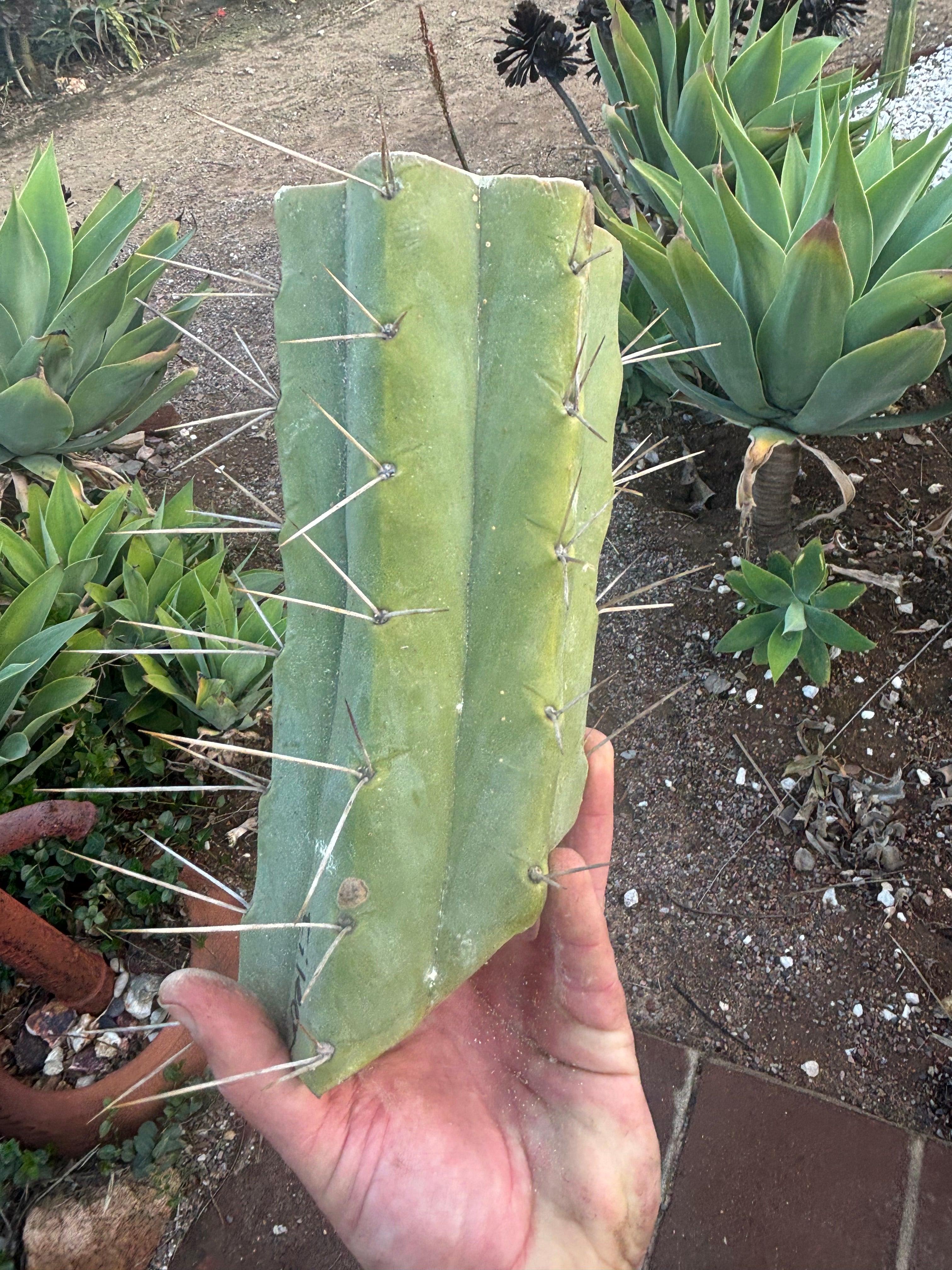 👑🌶️🌶️ Eileen — 10” Mega Mid