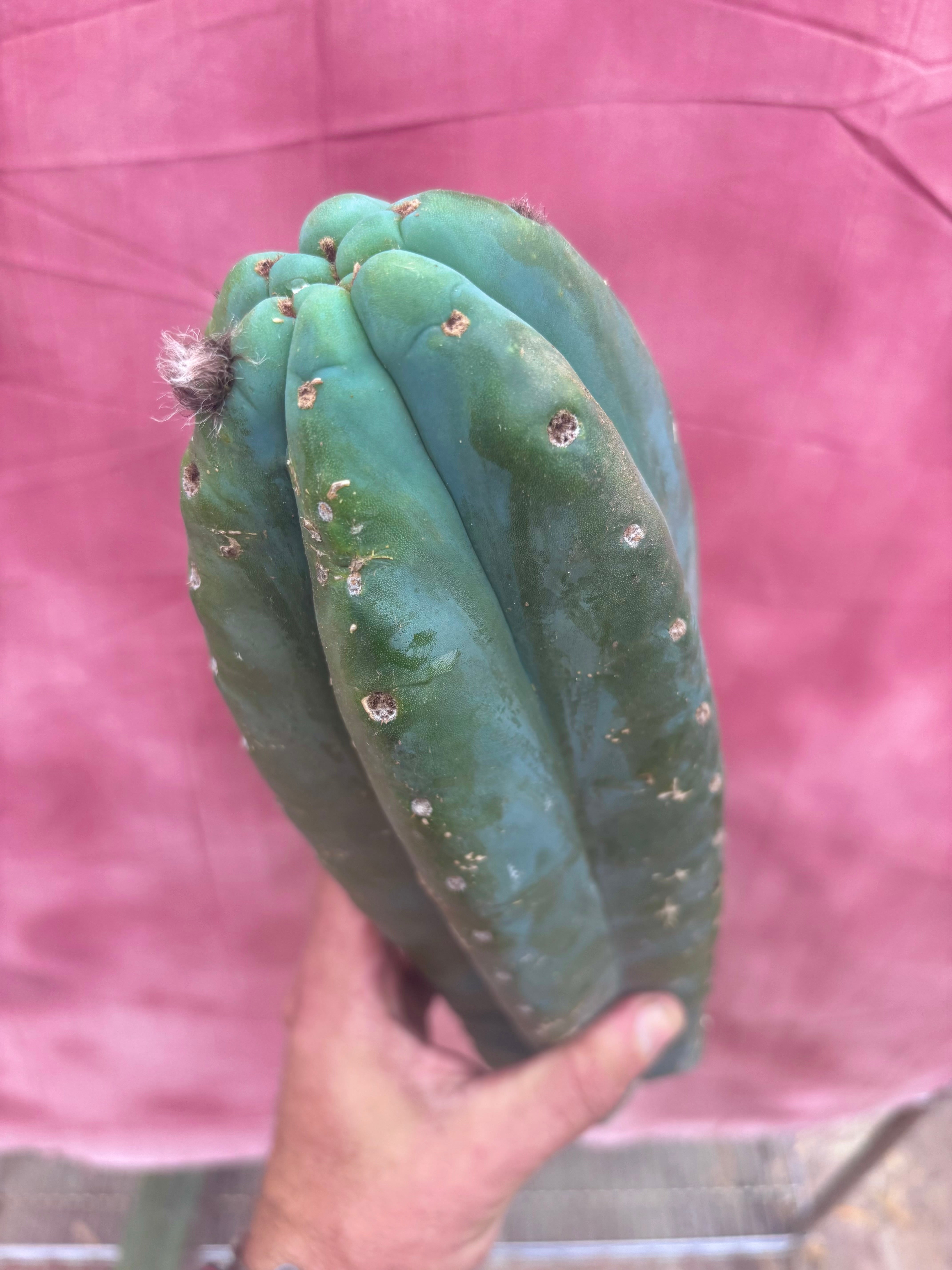 👑🌶️ Pierre — Magnum 14” Tip