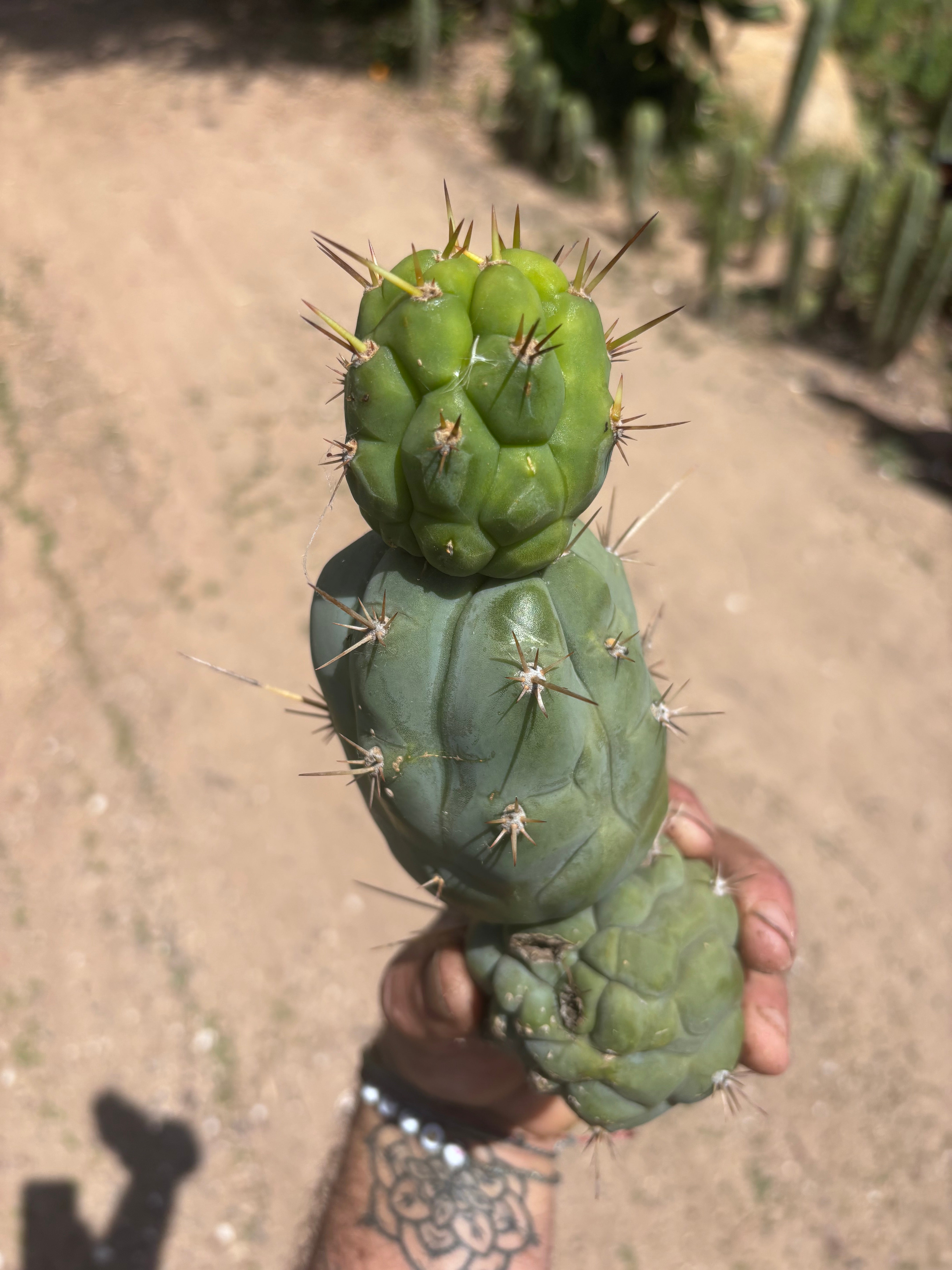 💎👑 Bruce’s Dragon — Chonky 9” Stacker Pup