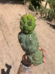 💎👑 Bruce’s Dragon — Chonky 9” Stacker Pup