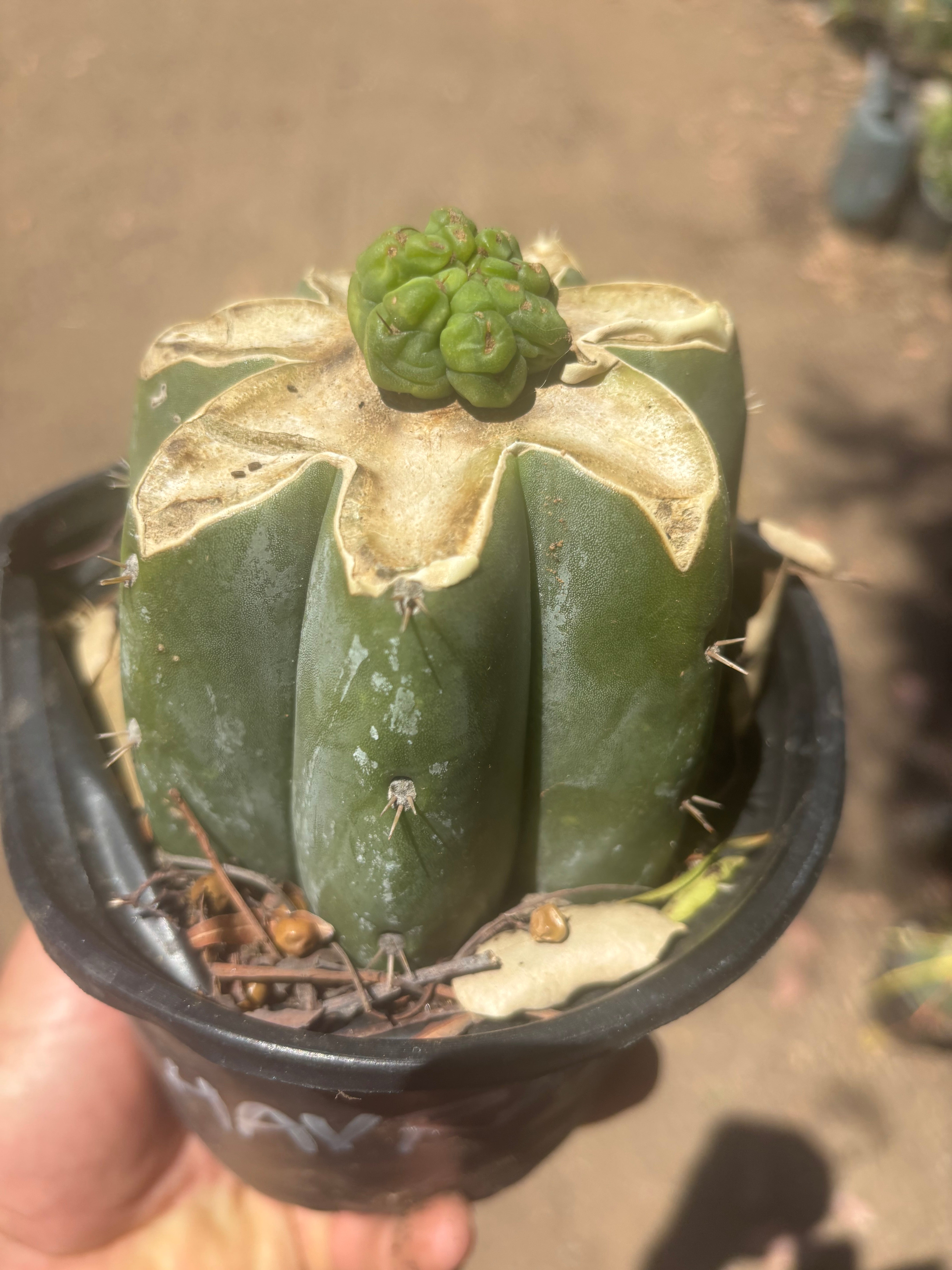 💎👑💎 Havran — Pup Graft on Rooted Shine01