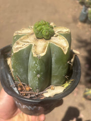 💎👑💎 Havran — Pup Graft on Rooted Shine01