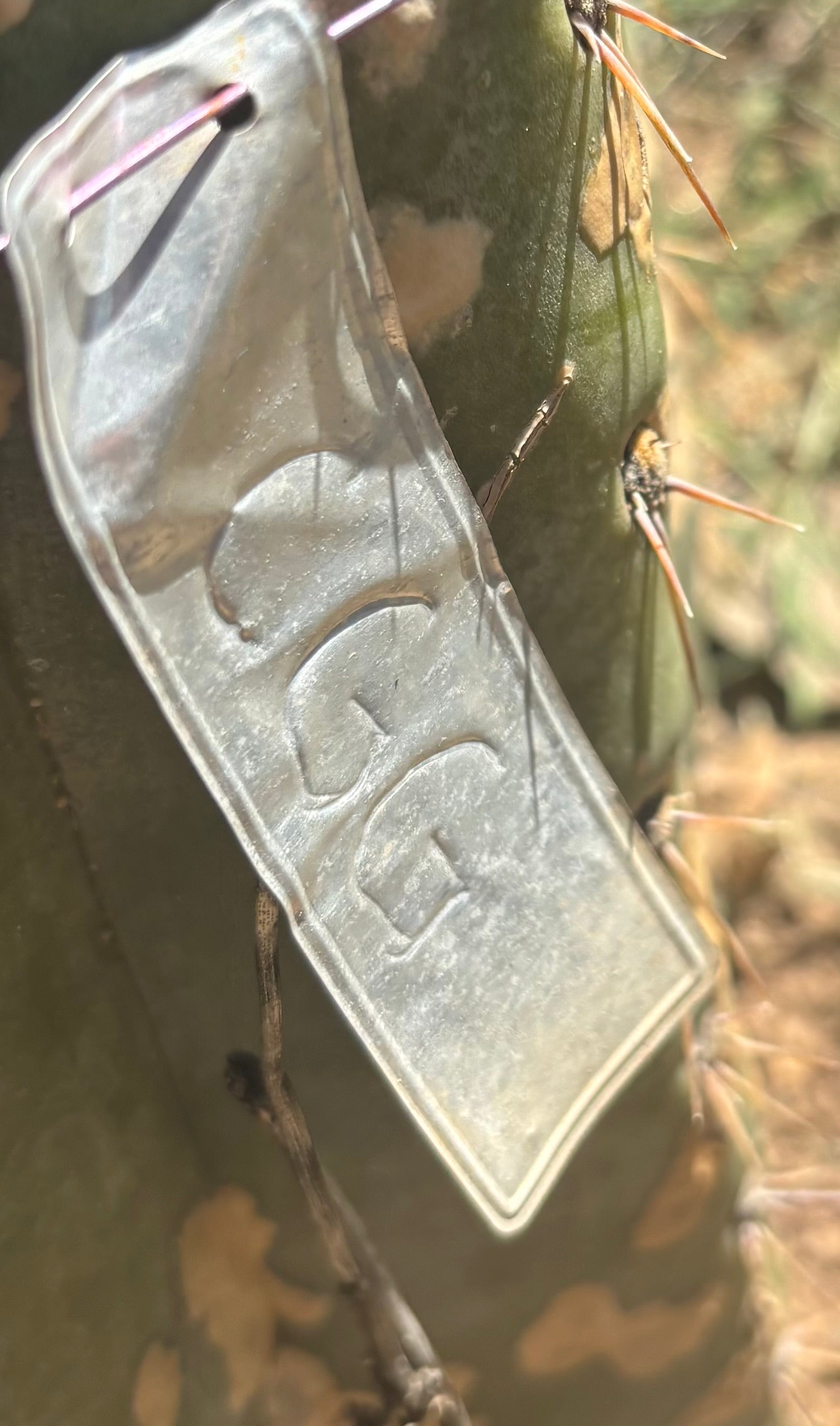 👑🌶️ CGG —  Melon Pup