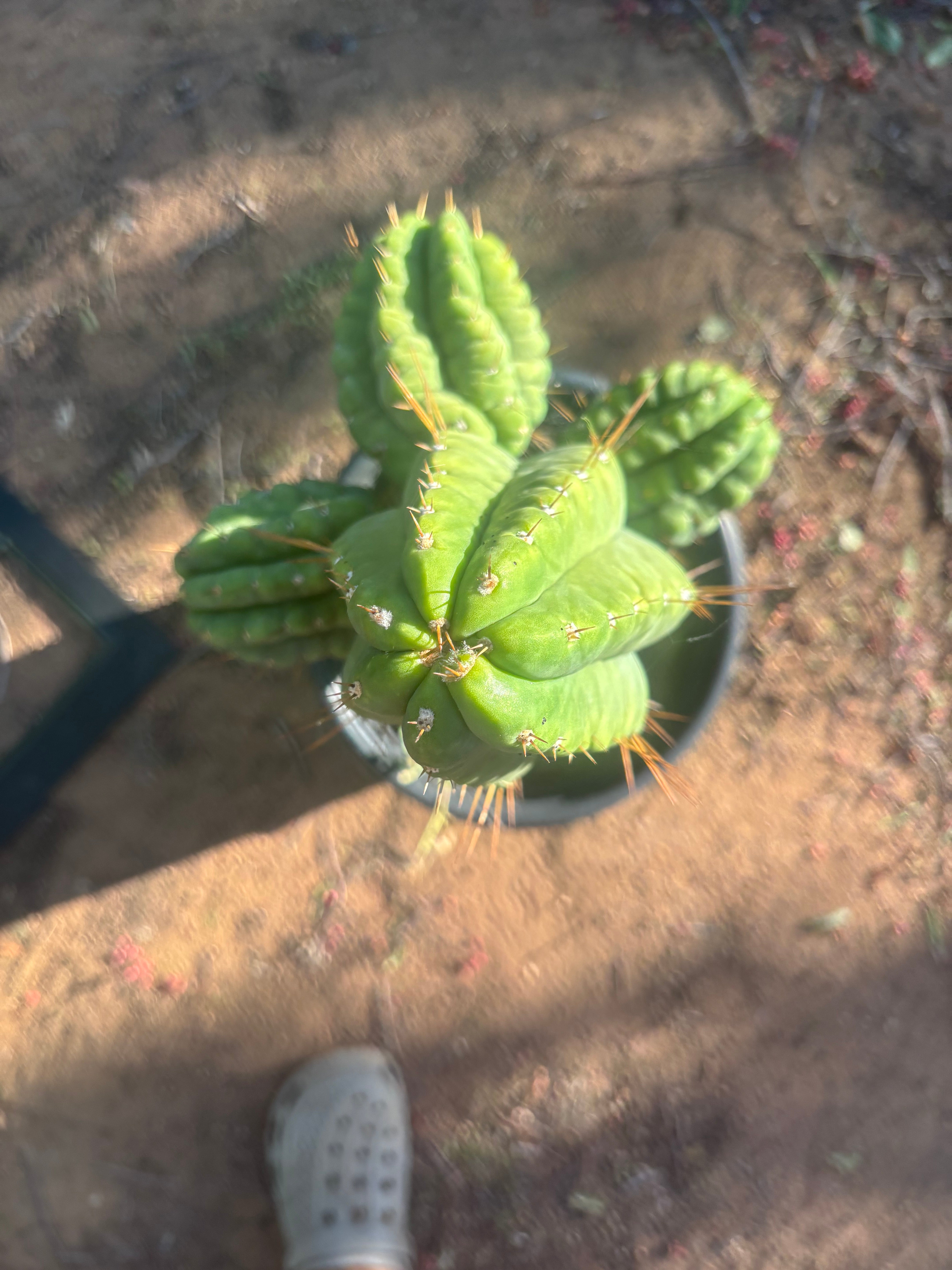 💎👑💎 Havran — Biggest Rooted Graft Ever!
