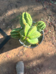💎👑💎 Havran — Biggest Rooted Graft Ever!