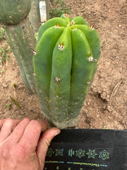 Lance x Hyperspace Pixie — 8” Tip