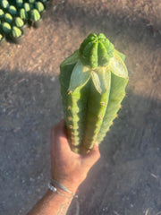 💎👑💎 Havran — Graft on Massive XL Stock