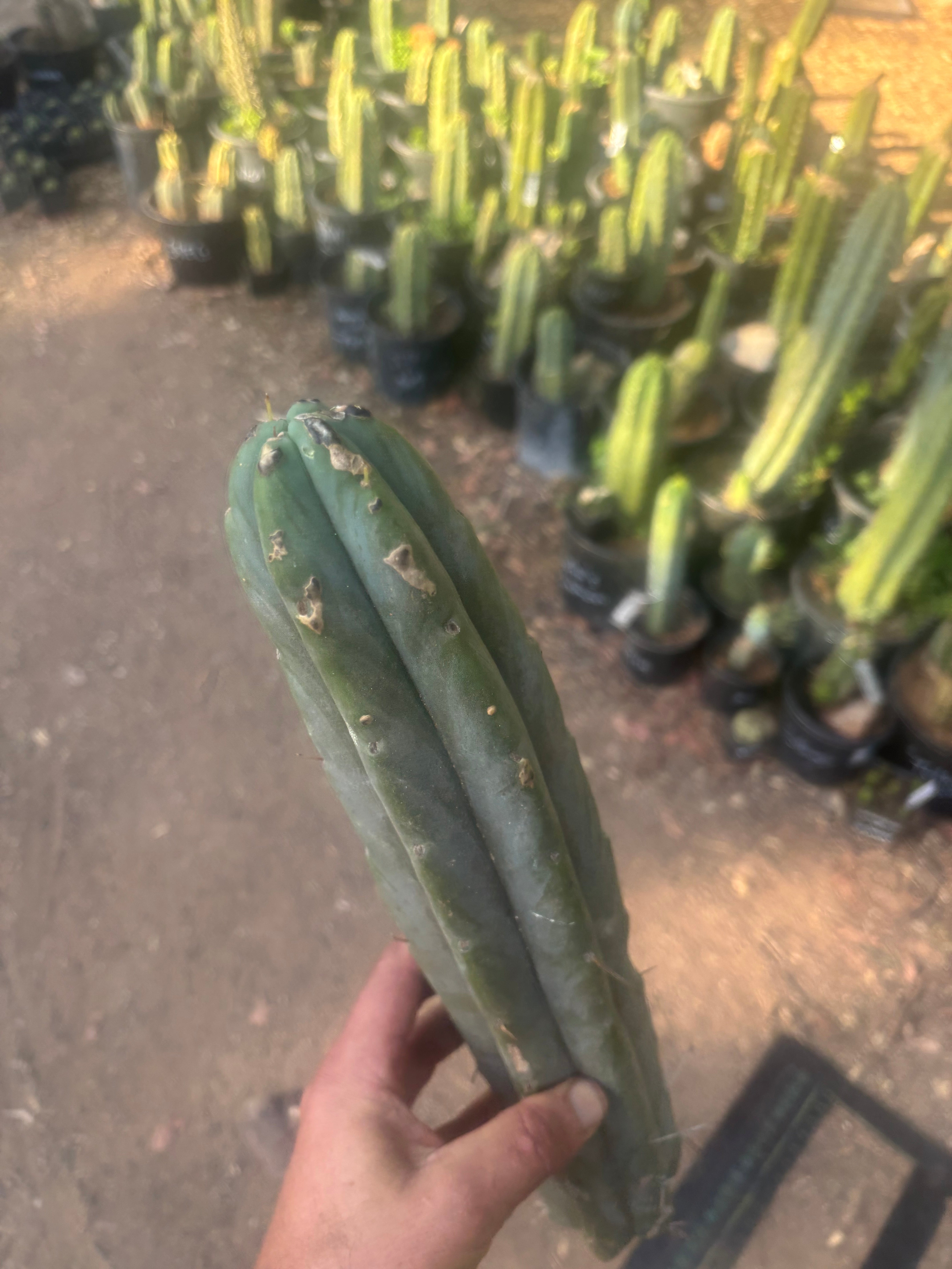 👑🌶️🌶️  Jiimz Twin — XL 15” Tip