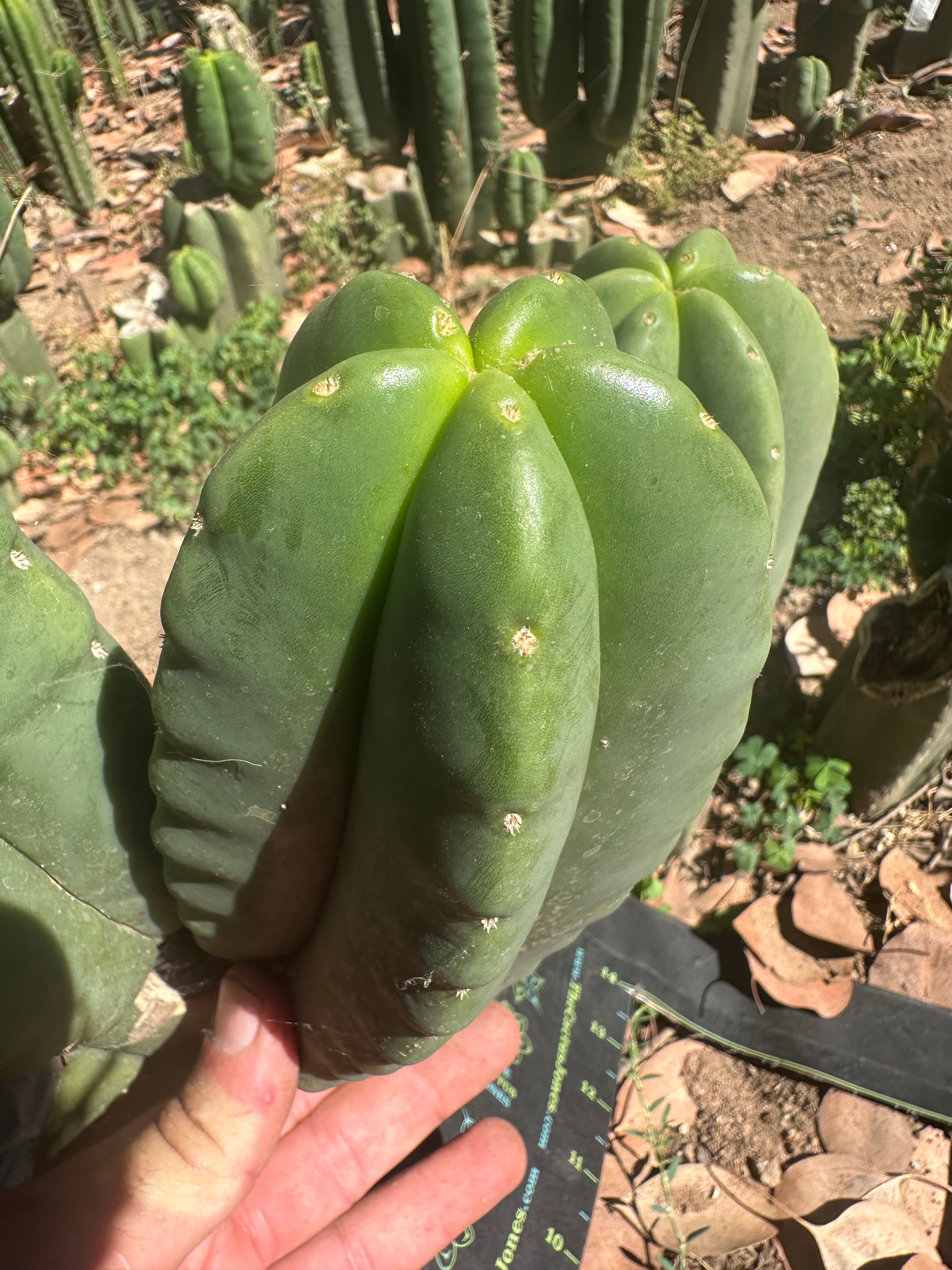 👑🌶️ Zulk — 8” Melon Pup