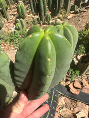👑🌶️ Zulk — 8” Melon Pup