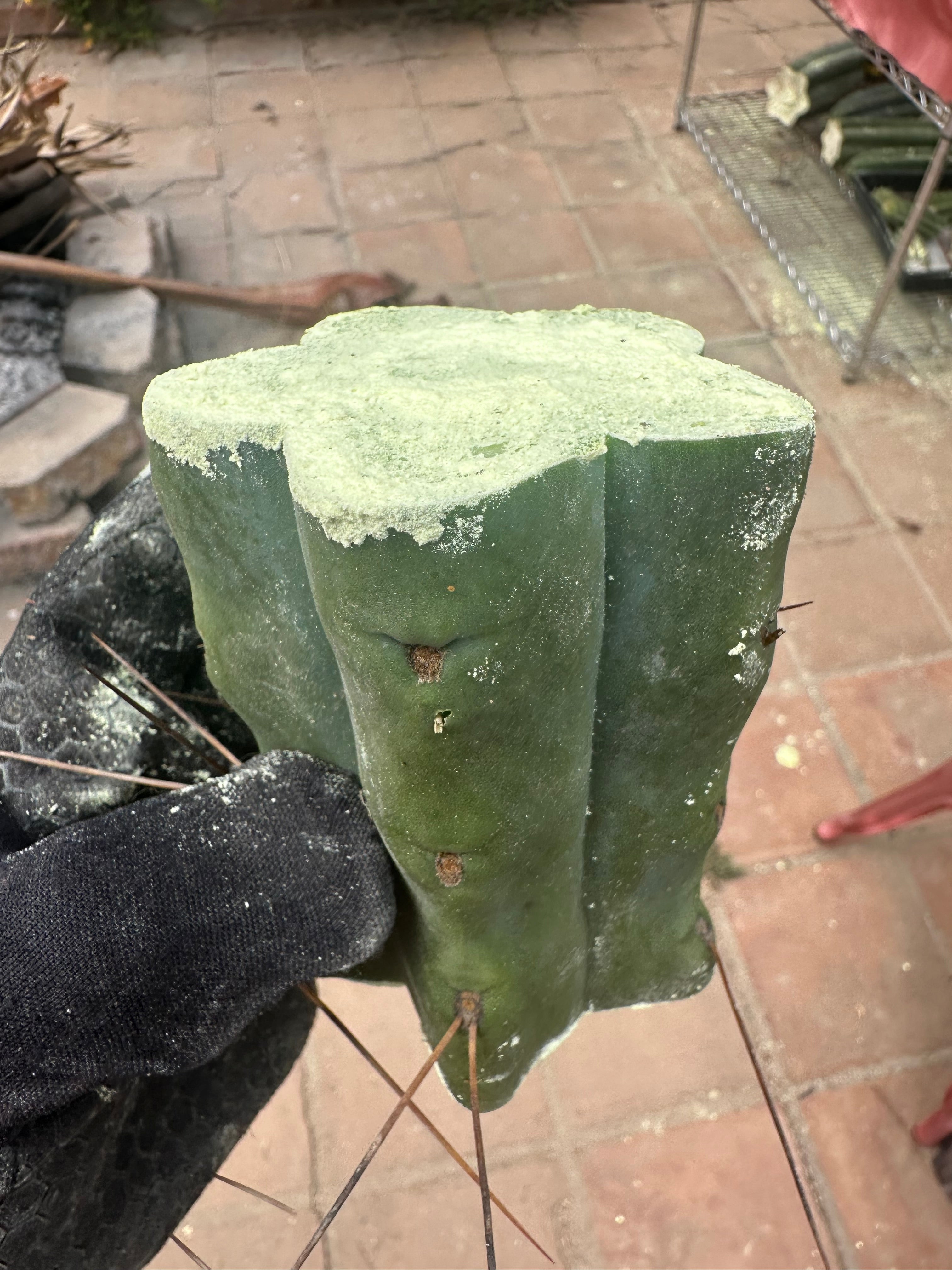 New FREE ADD-ON  — 🌶️ Chuck’s Bridge — 3-4” Roota-Chonk.