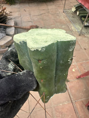 New FREE ADD-ON  — 🌶️ Chuck’s Bridge — 3-4” Roota-Chonk.