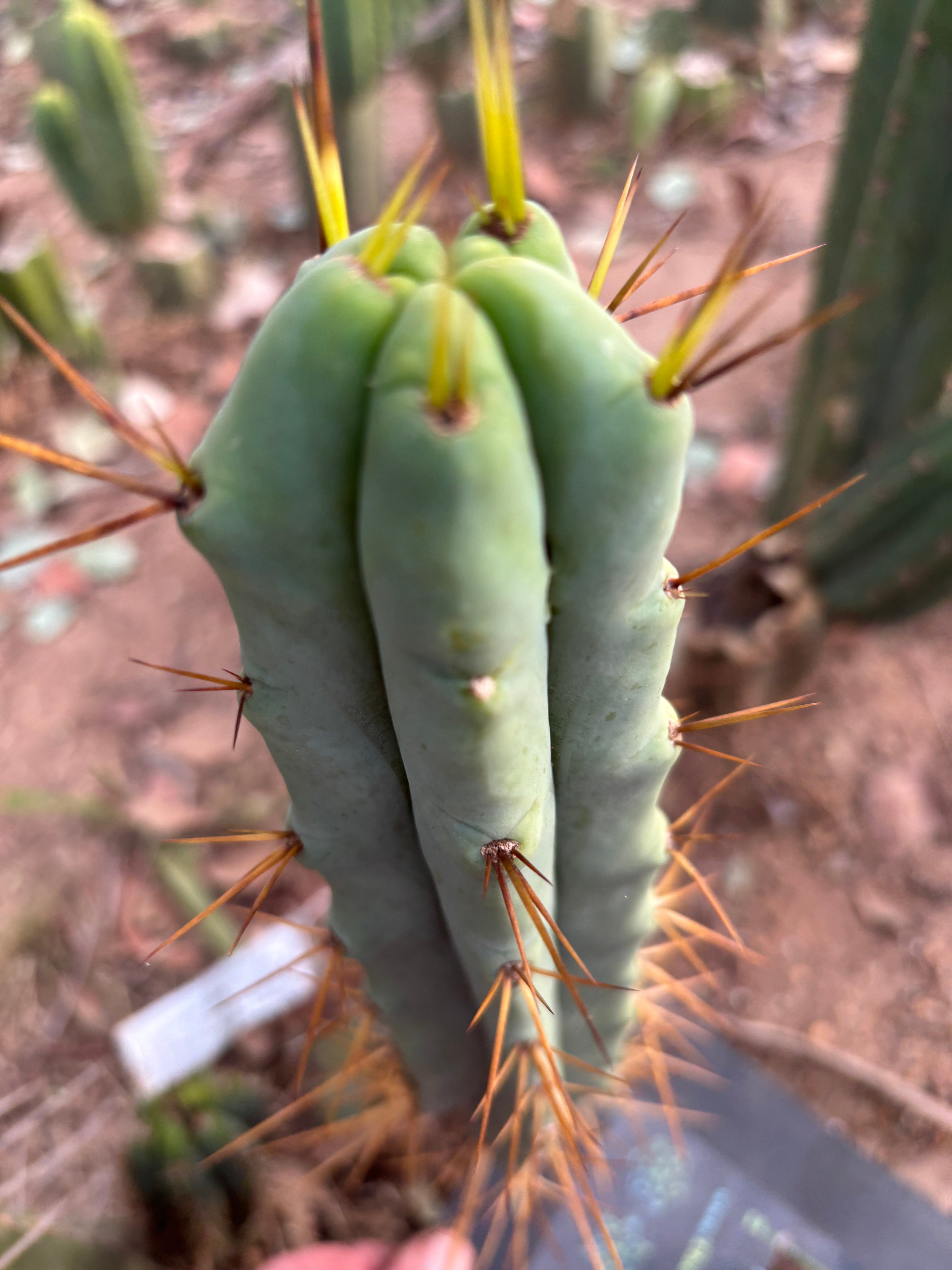 👑💎🌶️ Foolsbreath — 12” Tip