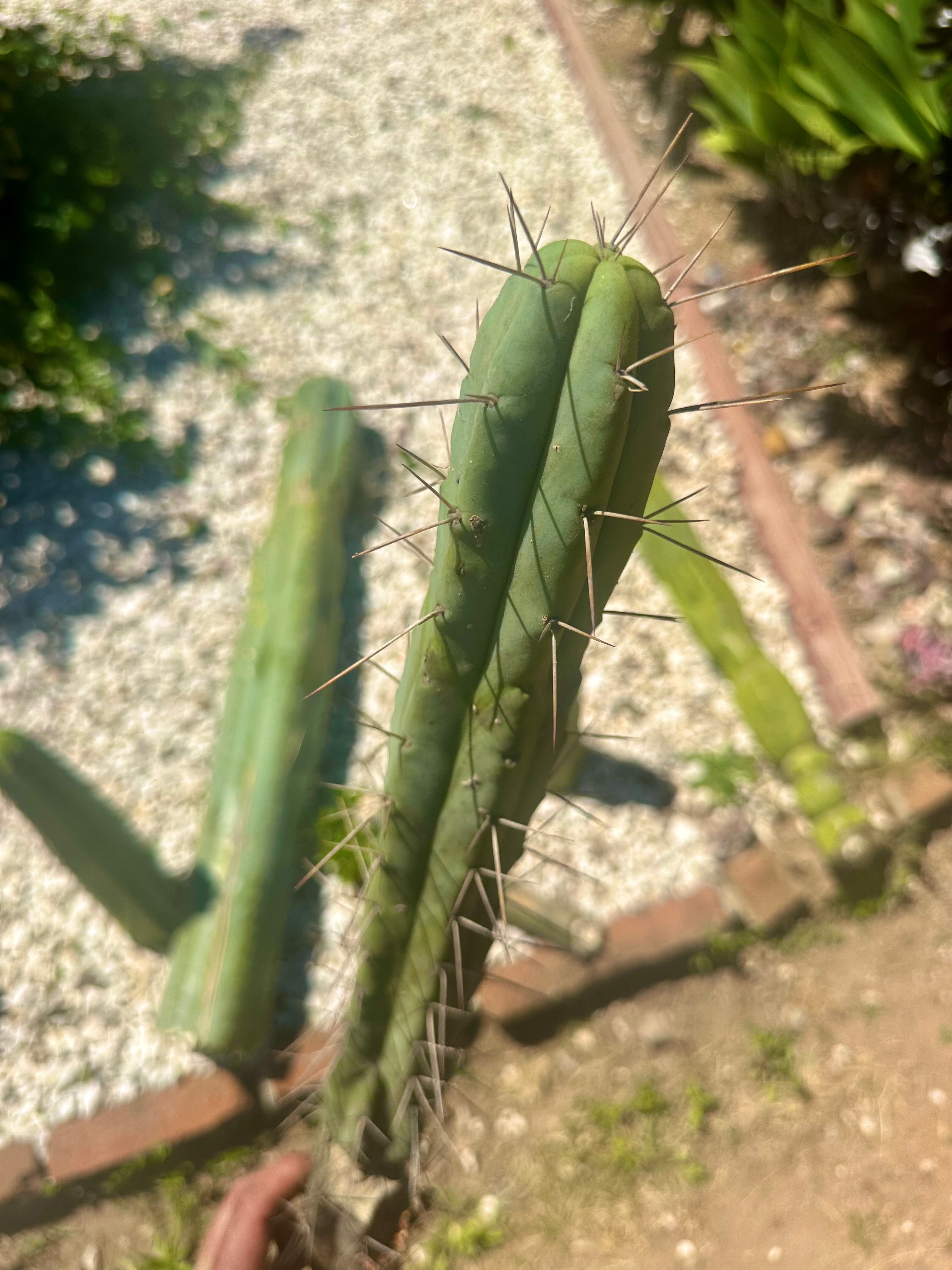 🌶️🌶️ Dulzura Restocked (Again) — 10”  TIPS