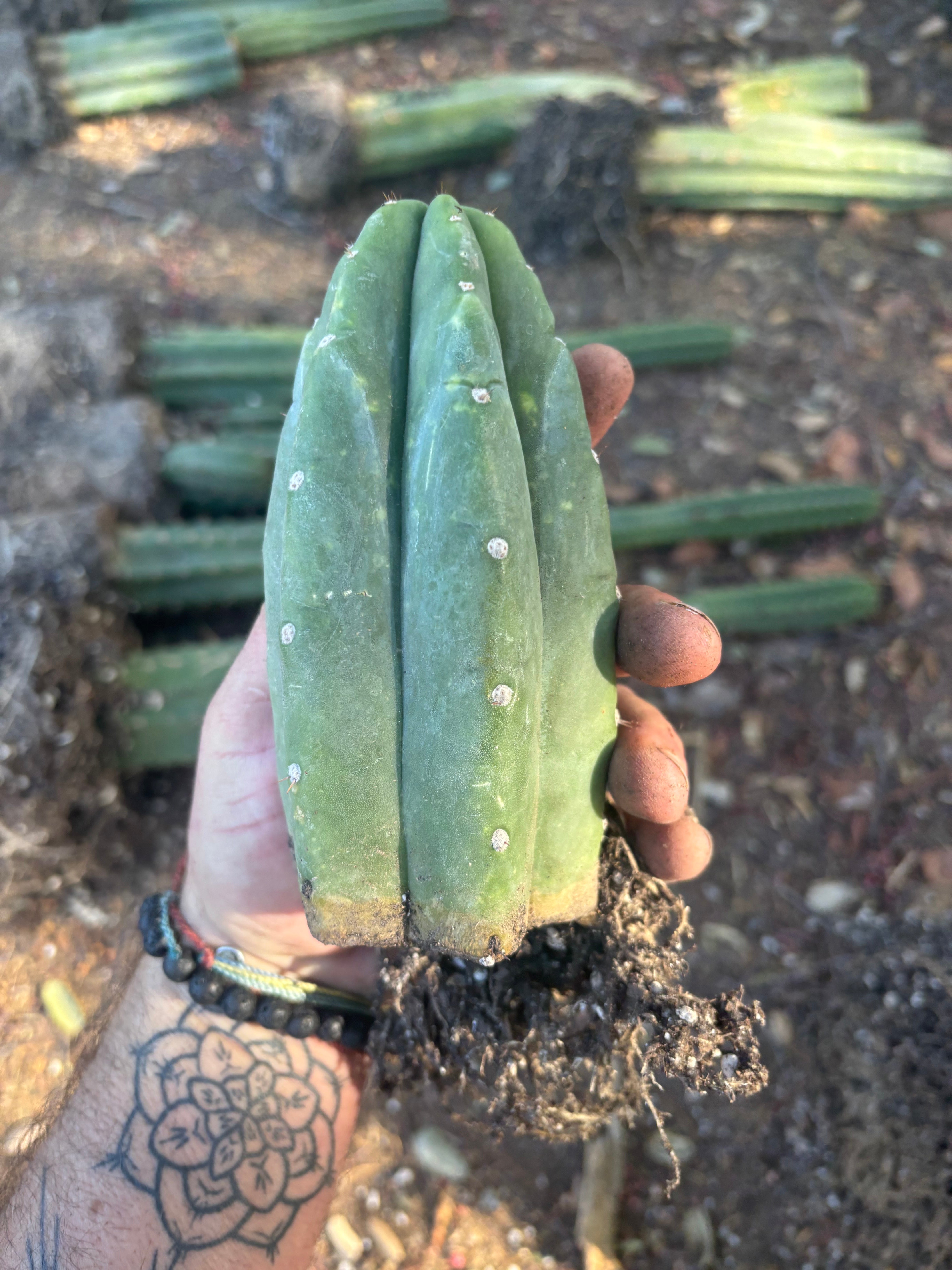 👑🌶️🌶️ Landfill — Rooted Tip