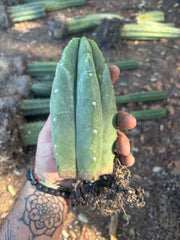 👑🌶️🌶️ Landfill — Rooted Tip