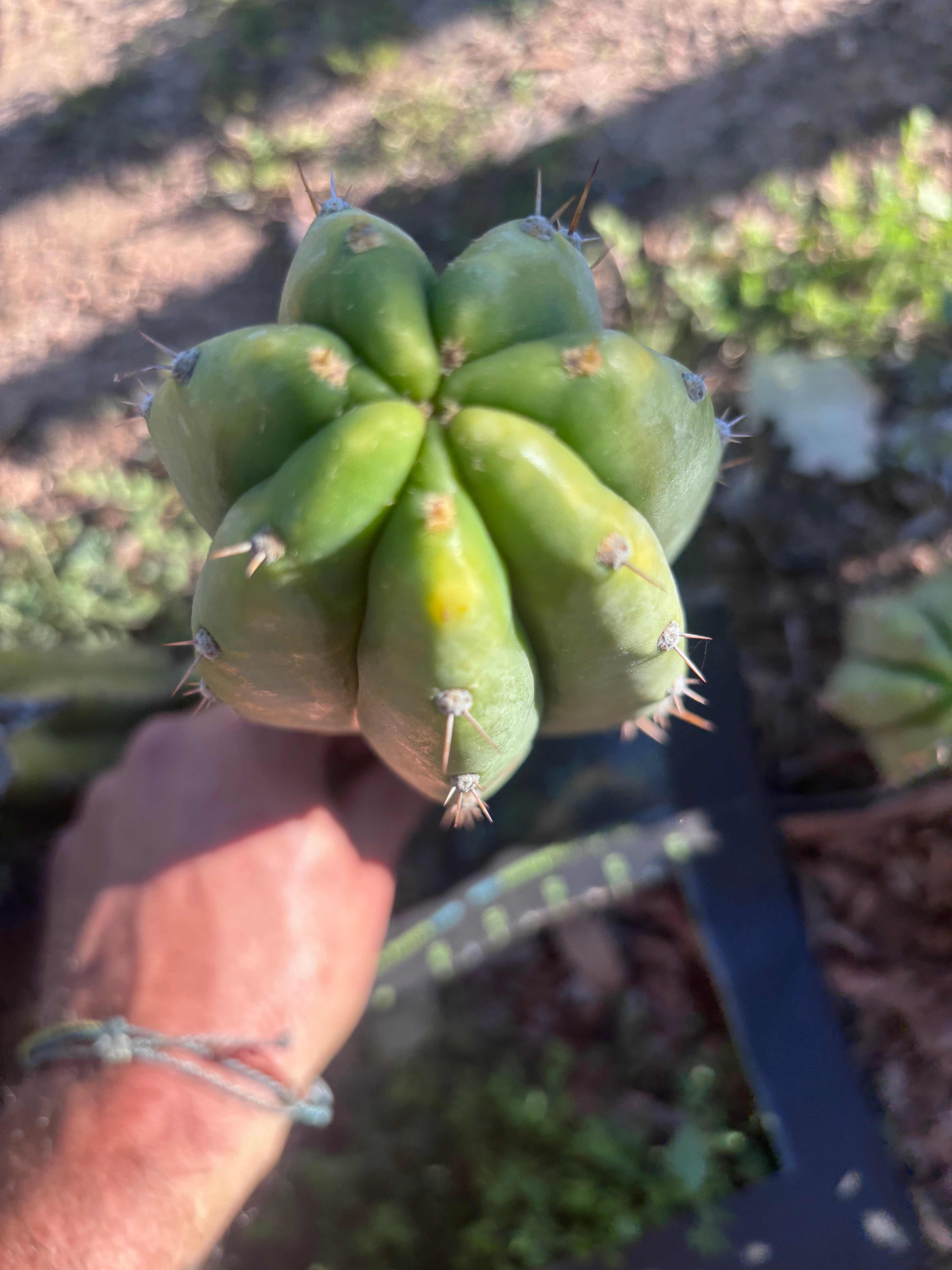 👑🌶️🌶️ Landfill — Chonky 9” Pup