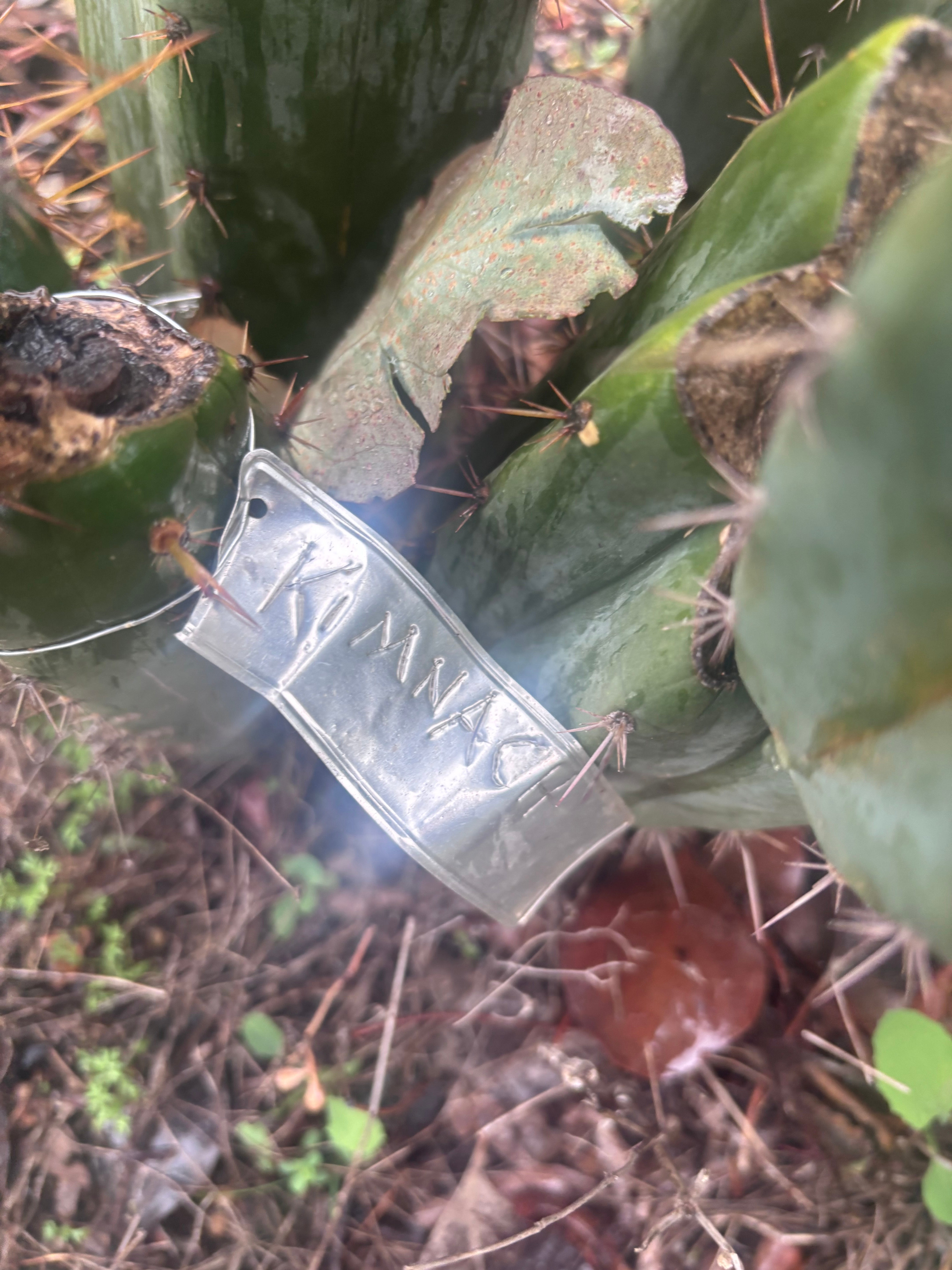 👑🌶️ Kimnach — Beefy 10” Tip