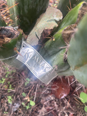 👑🌶️ Kimnach — Beefy 10” Tip