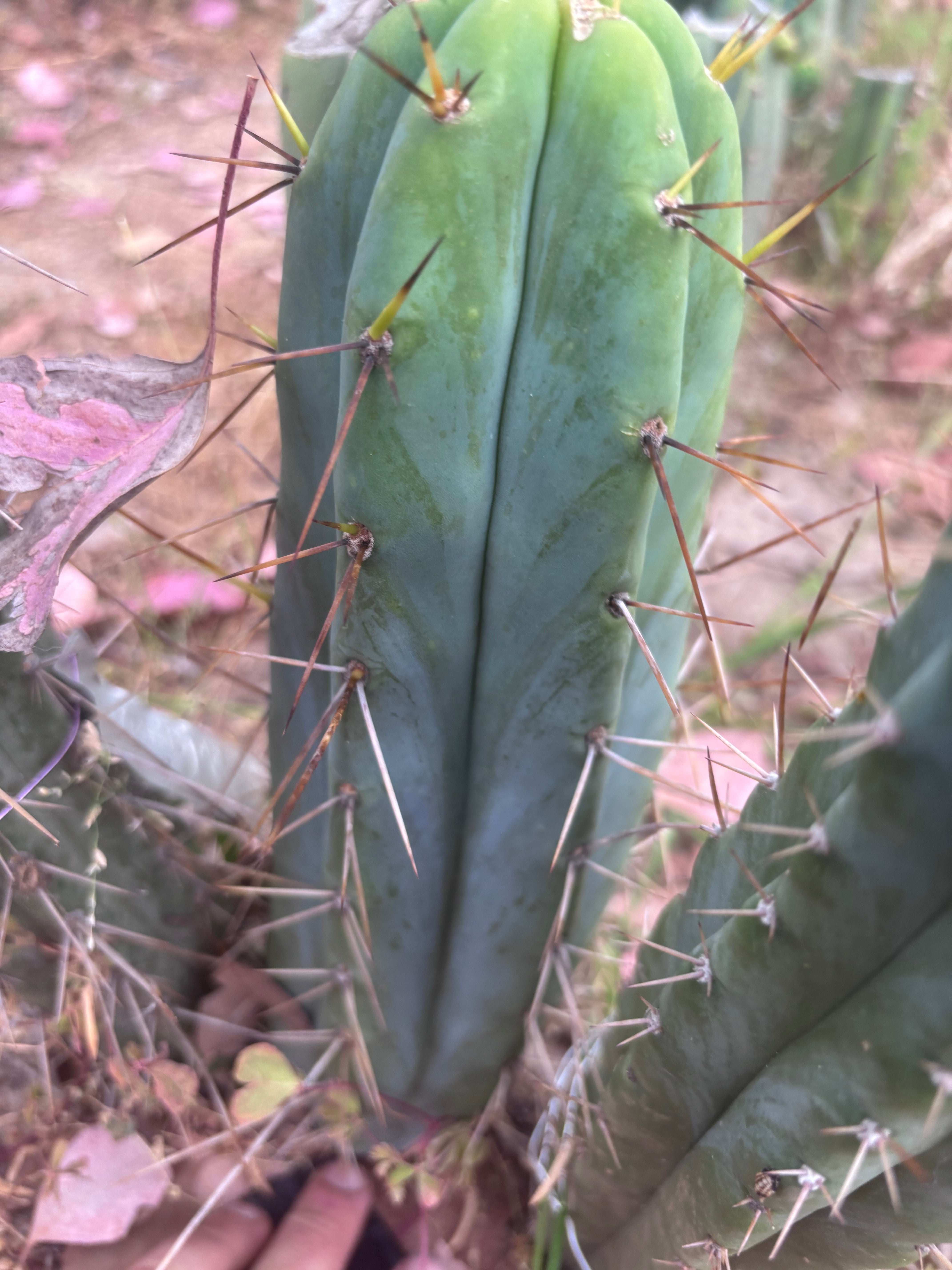👑🌶️🌶️  Lumberjack — 13” Pup