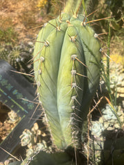💎👑🌶️ CGG — Massive 16” Melon