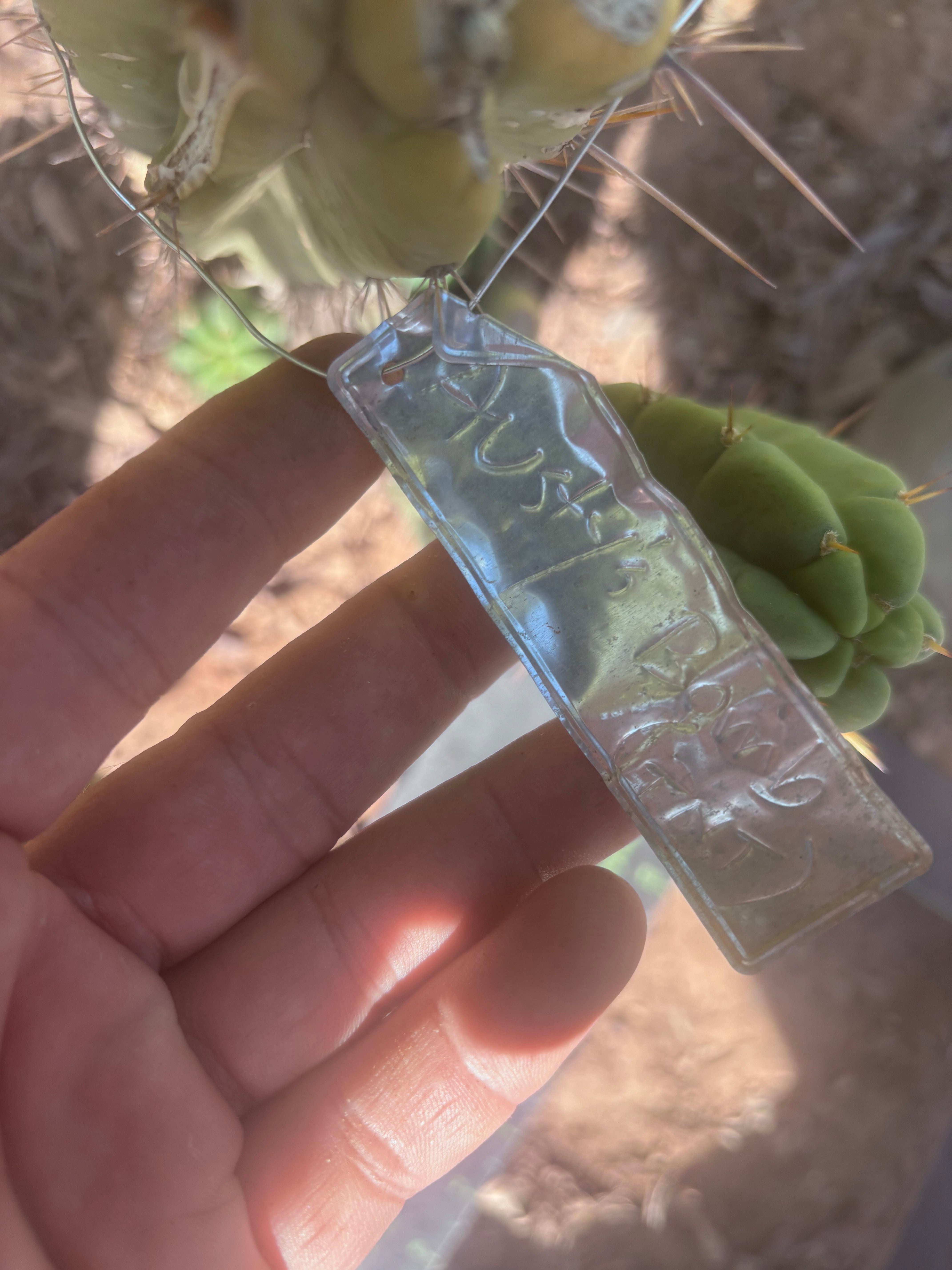 💎👑🌶️🌶️ Austy’s Bomb — 6.5” Tip