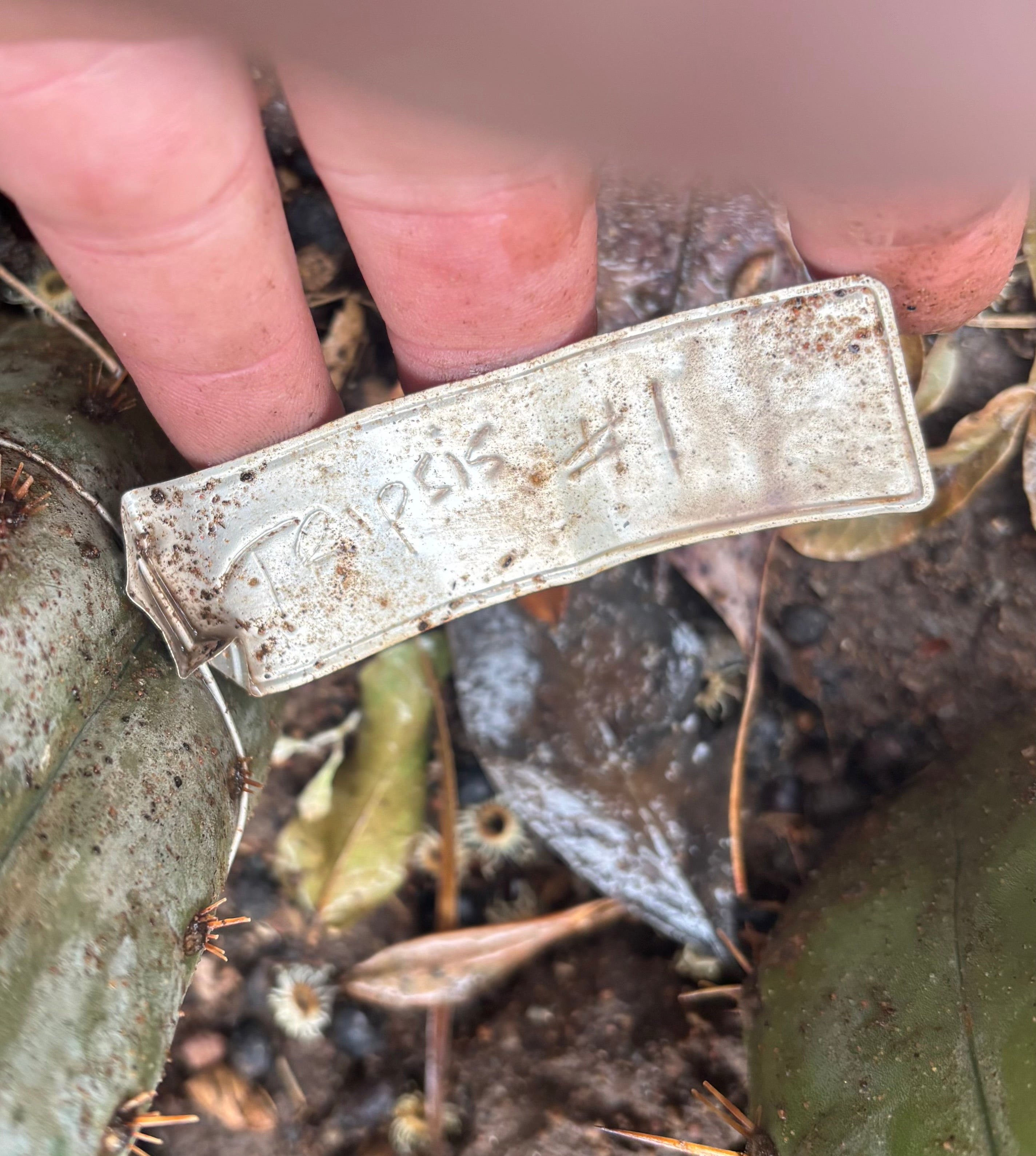 💎👑💎 Tripsis #1 — 5.5” Tip