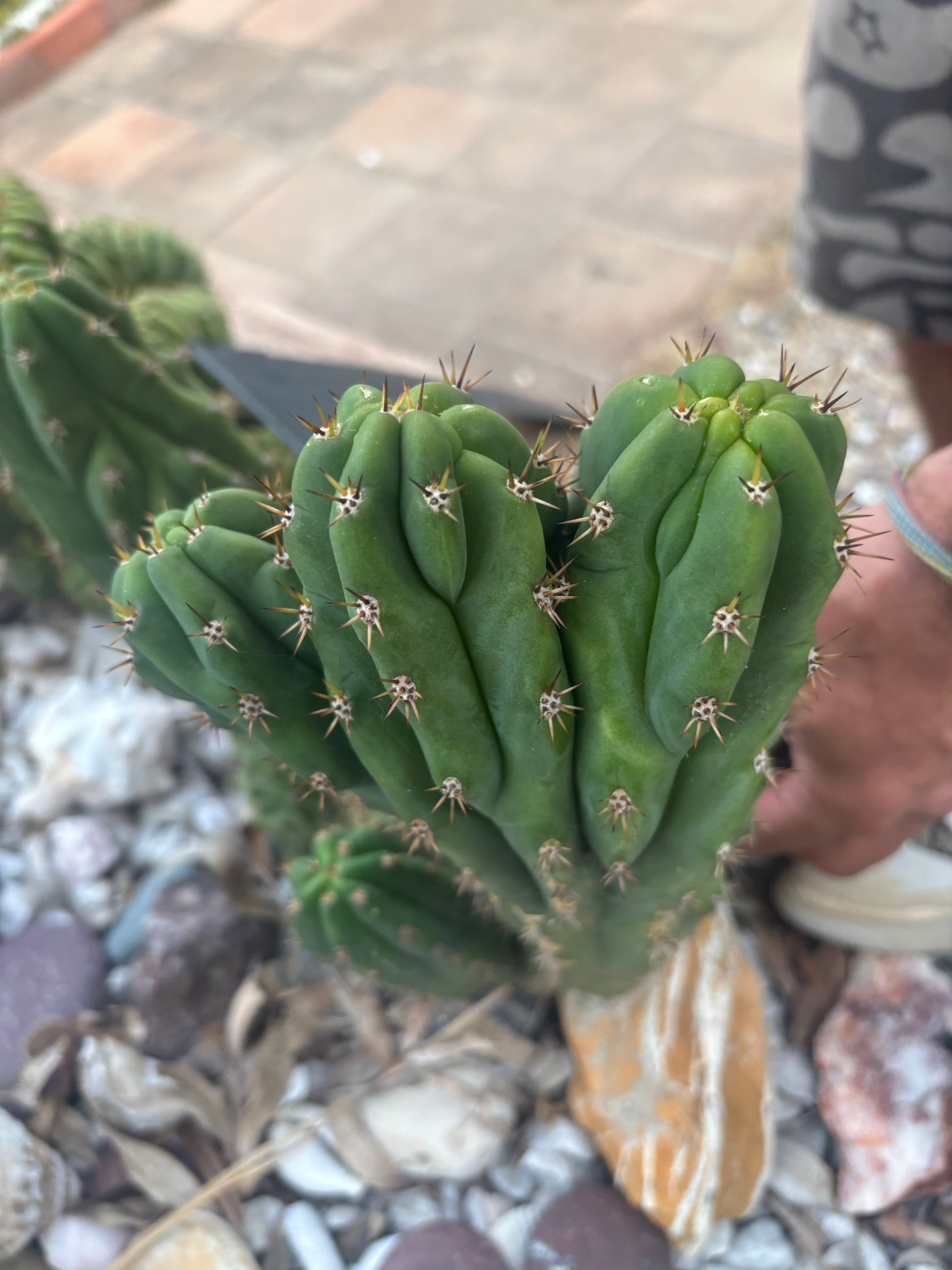 💎 Oscar x TPM — 10” Trident (Trichot Tip)