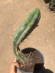 👑🌶️🌶️ Dulzura — Fully Rooted 14”