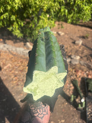 👑💎🌶️  CSD — Beefy Tip Graft