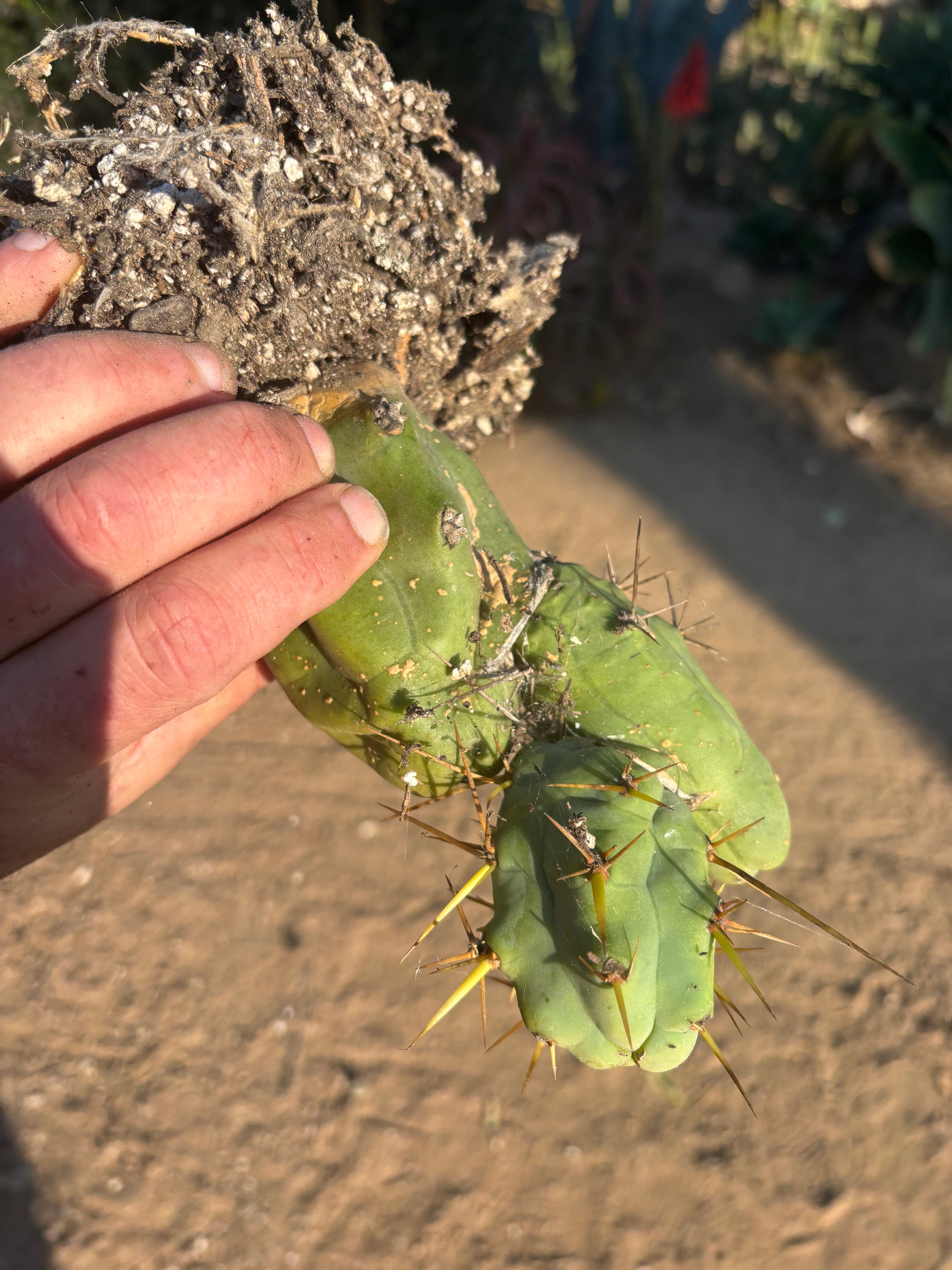 👑🌶️🌶️  TBM Clone B — Fully Rooted