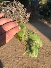 👑🌶️🌶️  TBM Clone B — Fully Rooted