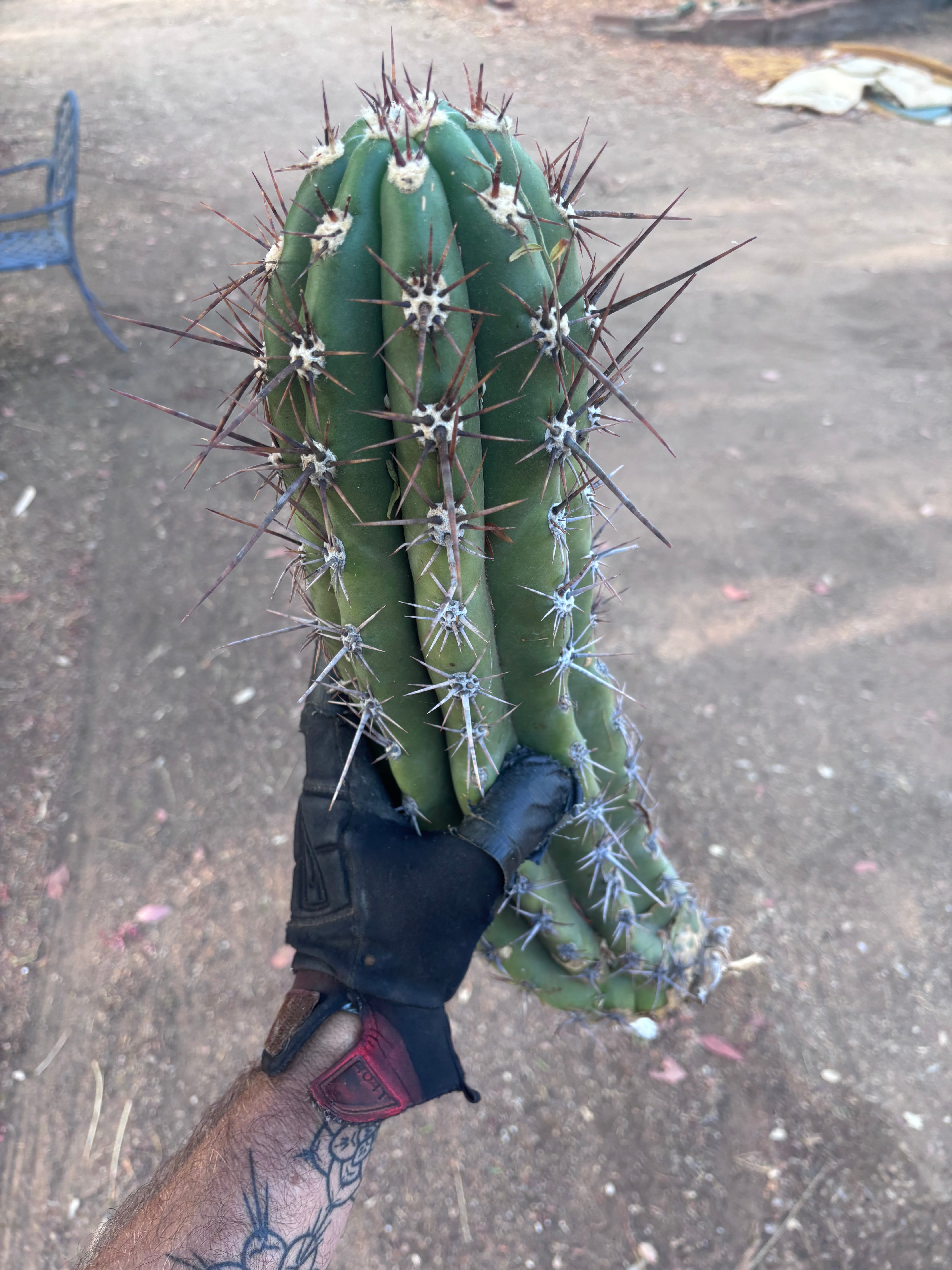 💎 Taquimbalensis — XL 17” Pup