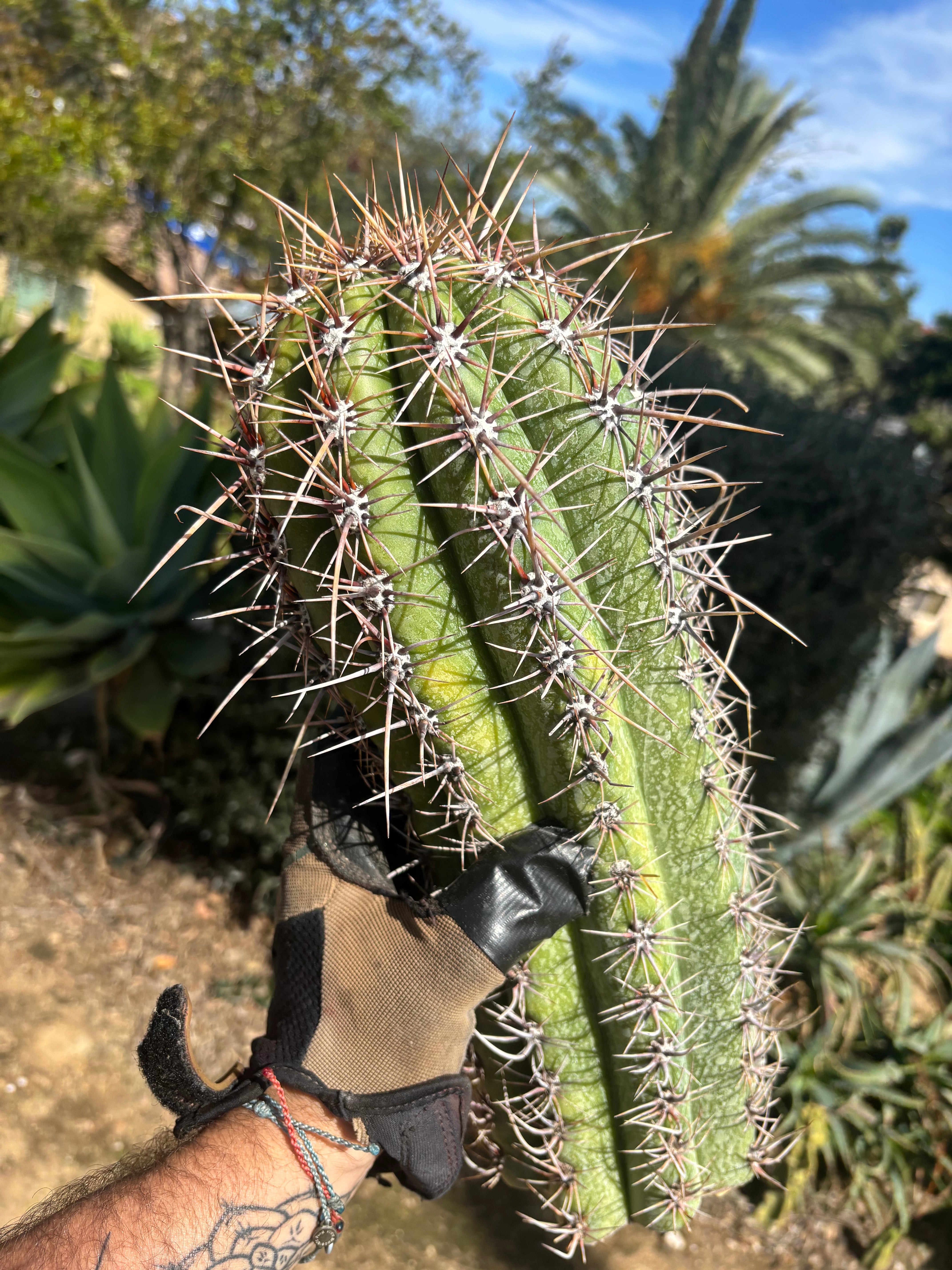 💎⚔️ Taq-Shecki — 16” Beast of a Tip