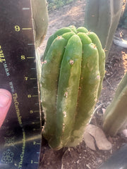 👑🌶️ Genesis — 9” Pup