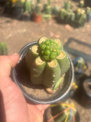 💎👑💎 Havran — Pup Graft on Rooted Pierre