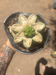 💎👑💎 Havran — Pup Graft on Rooted Shine01